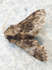 Apocheima hispidaria