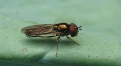 Melanostoma mellinum