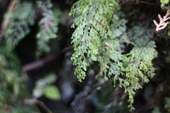 Hymenophyllum paniculiflorum
