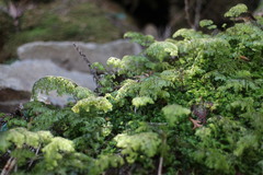 Hymenophyllum paniculiflorum