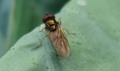 Melanostoma mellinum