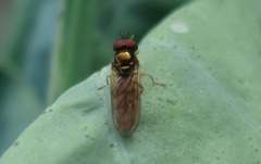 Melanostoma mellinum