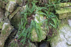 Monachosorum maximowiczii