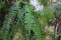 Monachosorum maximowiczii