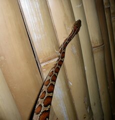 Pseudelaphe flavirufa