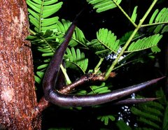 Vachellia cornigera