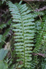 Monachosorum maximowiczii