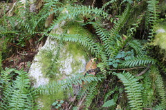 Monachosorum maximowiczii