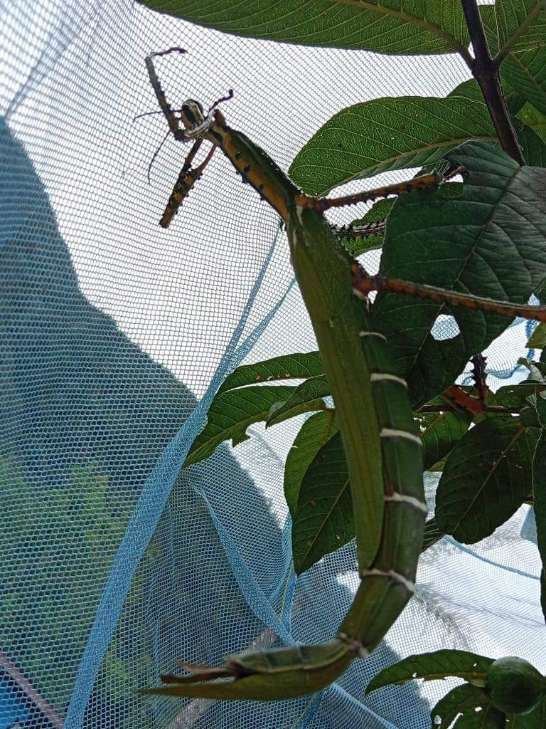 Eurycnema nigrospinosa