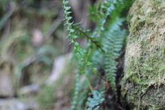 Monachosorum maximowiczii