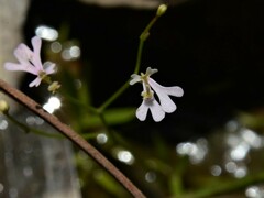 Stylidium exiguum
