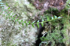 Monachosorum maximowiczii