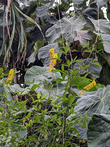 Image of Crotalaria trichotoma by (c) Tom and T Herman, some rights reserved (CC BY)