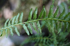 Monachosorum maximowiczii