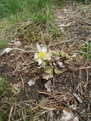 Pulsatilla vernalis