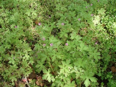 Geranium divaricatum