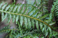 Monachosorum maximowiczii