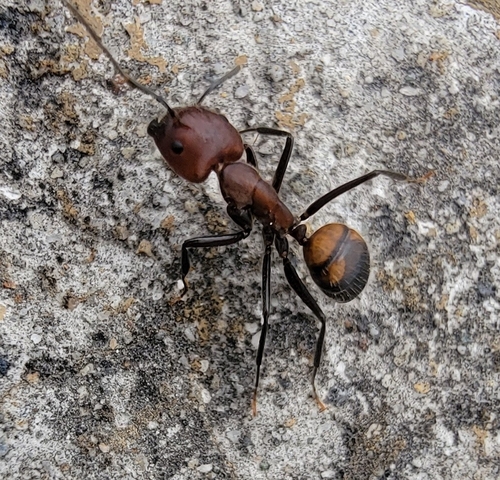 Nicobar Carpenter Ant