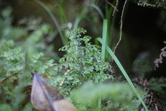 Hymenophyllum paniculiflorum