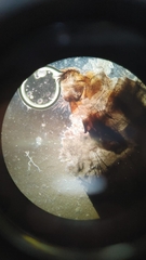 Entomophthora muscae