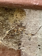 Latrodectus geometricus