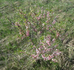 Prunus tenella