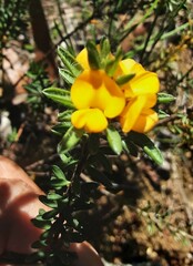 Pultenaea tuberculata