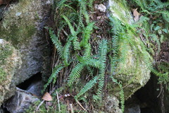 Monachosorum maximowiczii