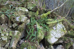 Monachosorum maximowiczii