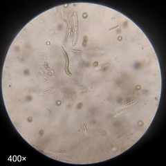 Euglenozoa