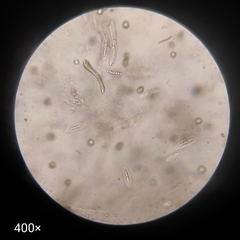 Euglenozoa