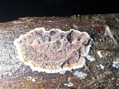 Veluticeps abietina