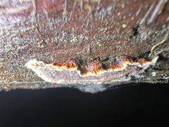 Veluticeps abietina