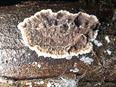Veluticeps abietina