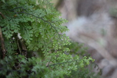 Hymenophyllum paniculiflorum