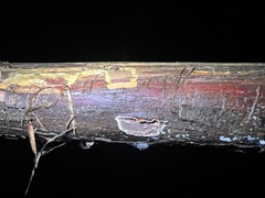 Veluticeps abietina