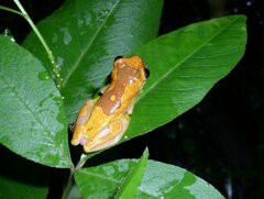 Dendropsophus ebraccatus