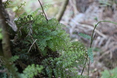 Hymenophyllum paniculiflorum