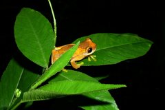 Dendropsophus ebraccatus