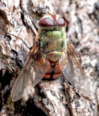 Chrysorutilia