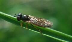 Platycheirus albimanus