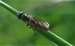 Platycheirus albimanus