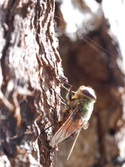 Chrysorutilia