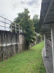 Syzygium myrtifolium