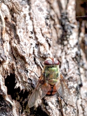 Chrysorutilia