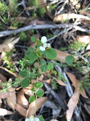 Spyridium thymifolium