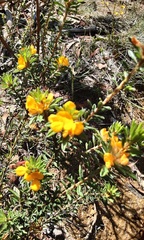 Pultenaea tuberculata