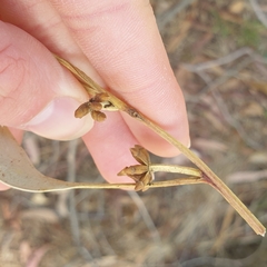 Eucalyptus goniocalyx