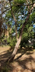 Eucalyptus goniocalyx