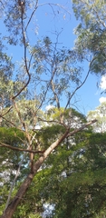 Eucalyptus goniocalyx